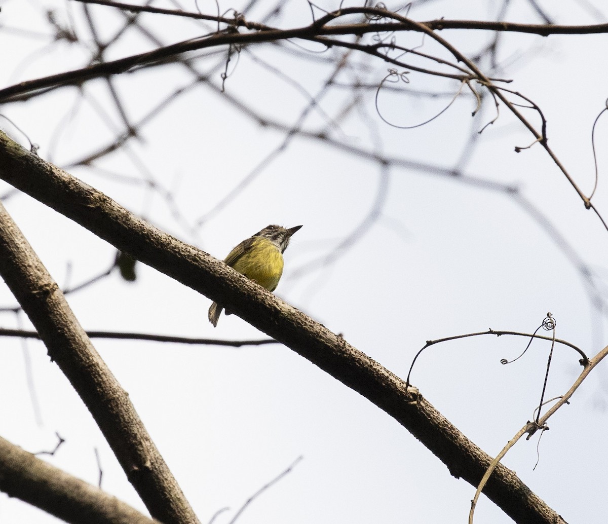 Eared Pygmy-Tyrant - ML186639601