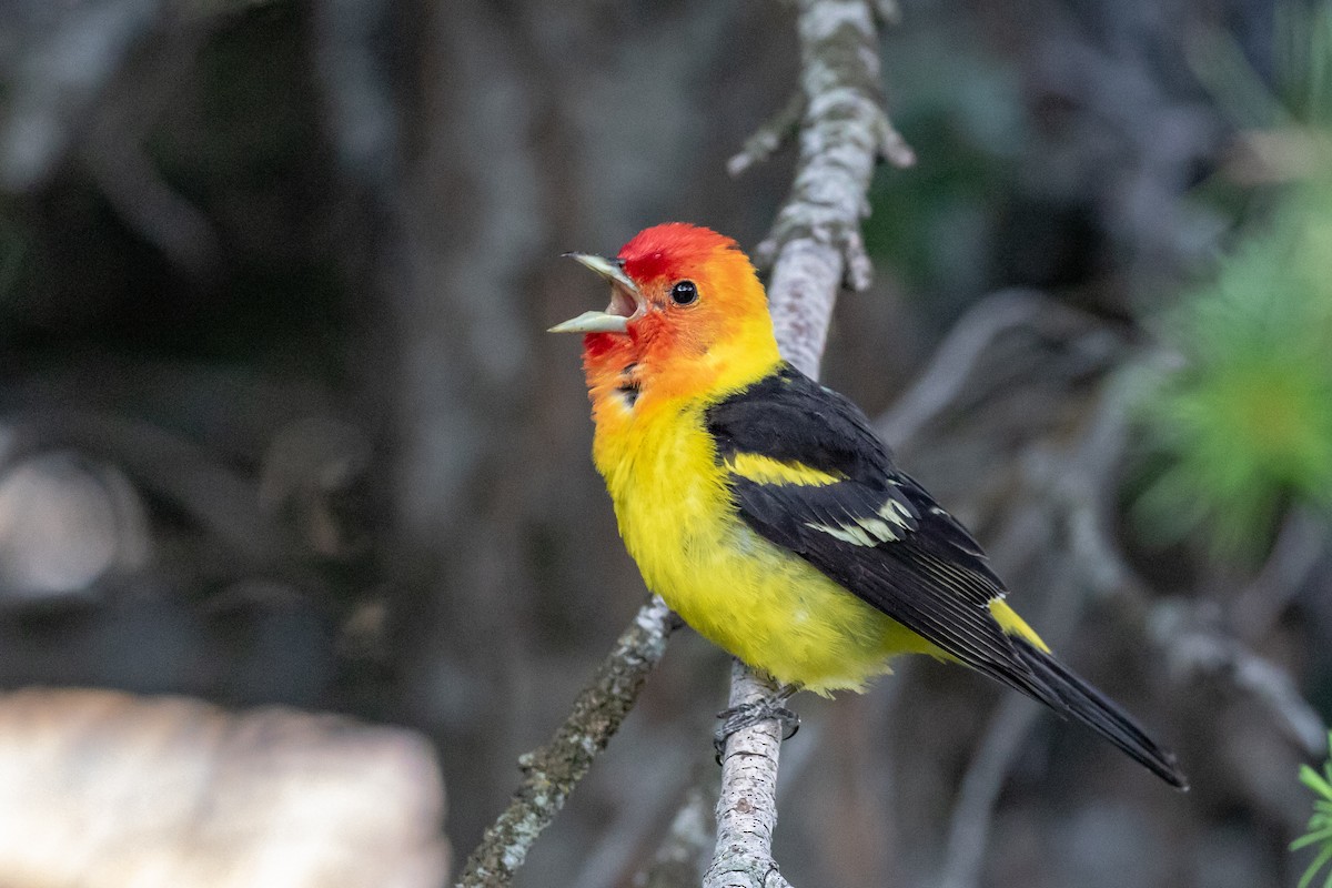 Western Tanager - ML186639971