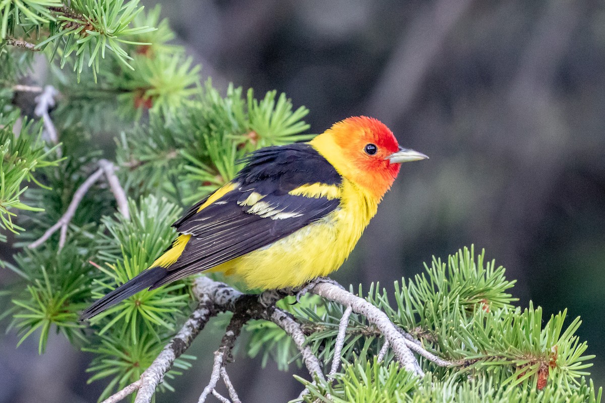 Western Tanager - ML186639981