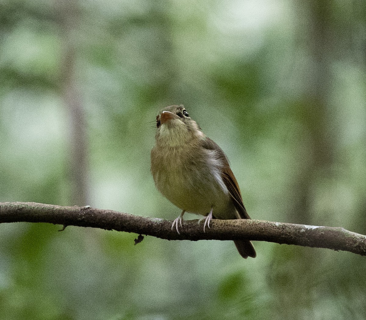 Russet-winged Spadebill - ML186640141