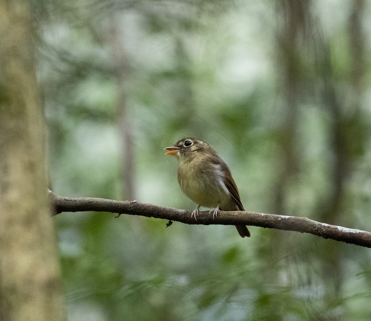 Russet-winged Spadebill - ML186640151