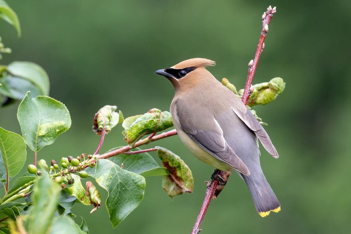 Cedar Waxwing - ML186640381