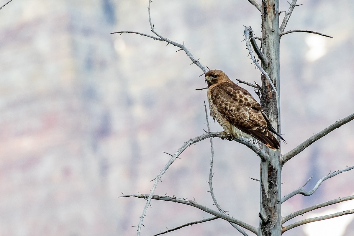 Red-tailed Hawk - ML186640801