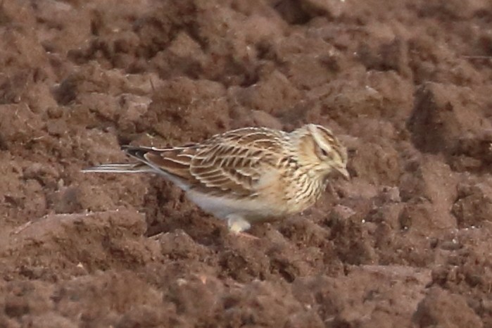 Eurasian Skylark - Bruce Kerr