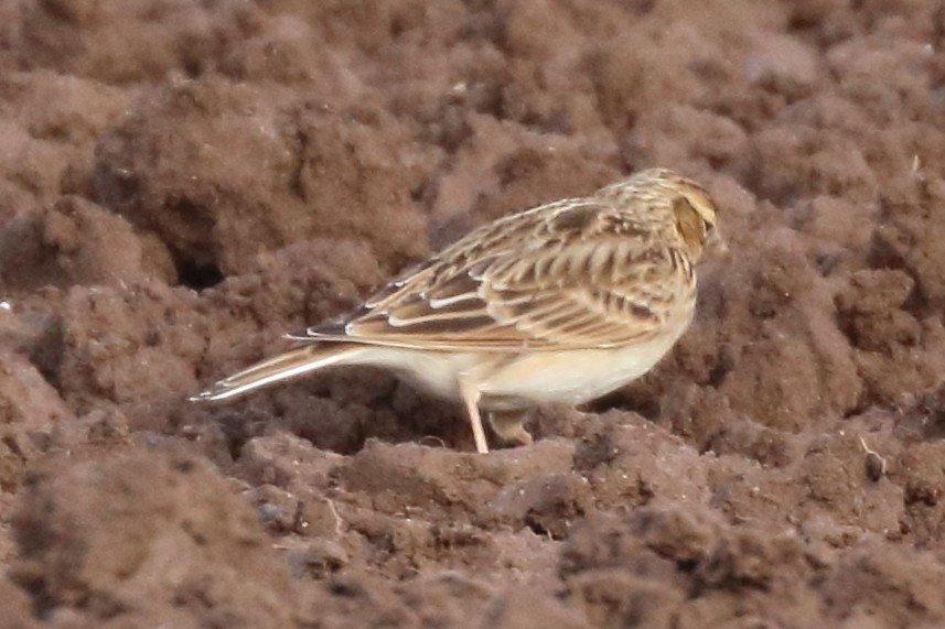 Eurasian Skylark - ML186642711