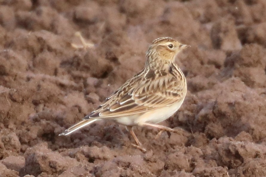 Eurasian Skylark - ML186642761