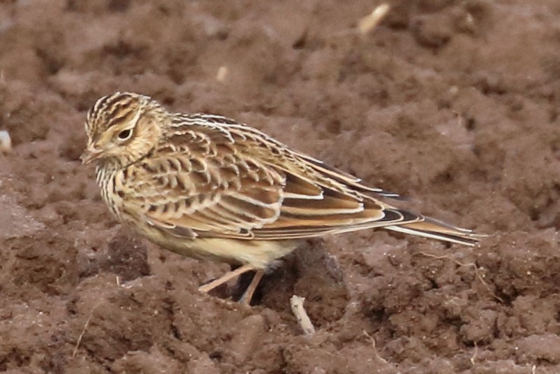 Eurasian Skylark - ML186642811