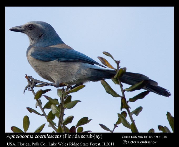 Floridahäher - ML186644301