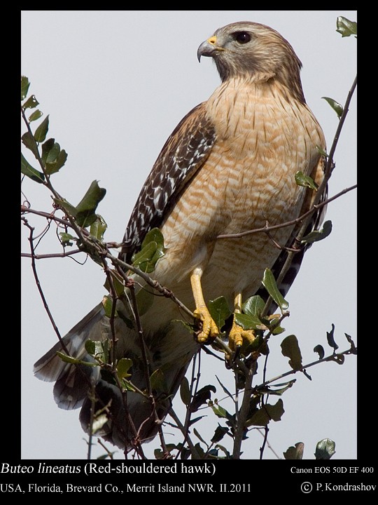 Red-shouldered Hawk (lineatus Group) - ML186645941