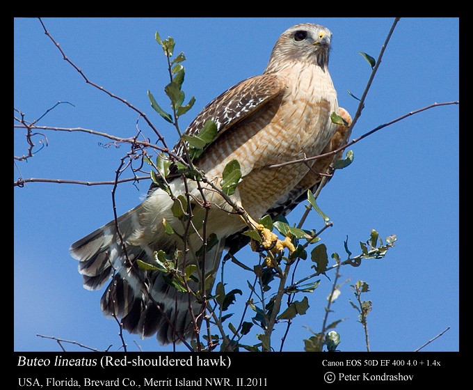 Red-shouldered Hawk (lineatus Group) - ML186645961