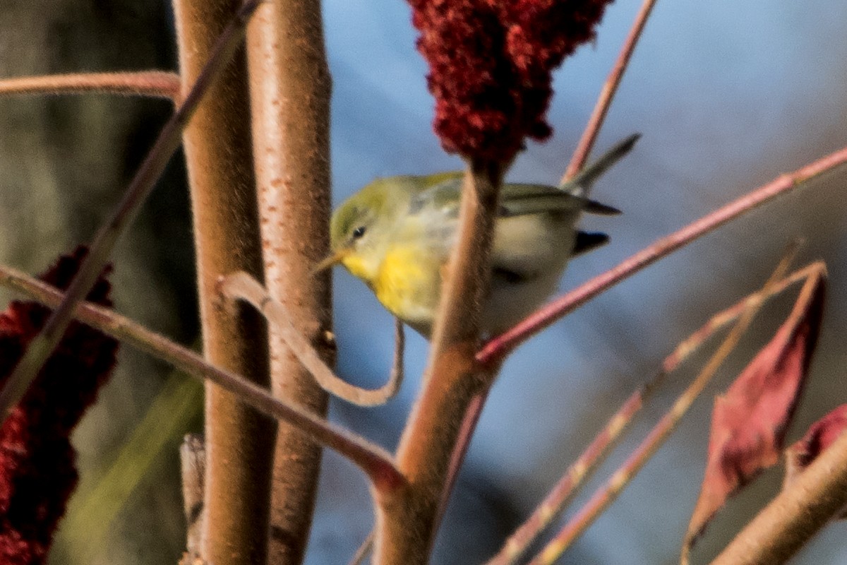 Northern Parula - Sue Barth