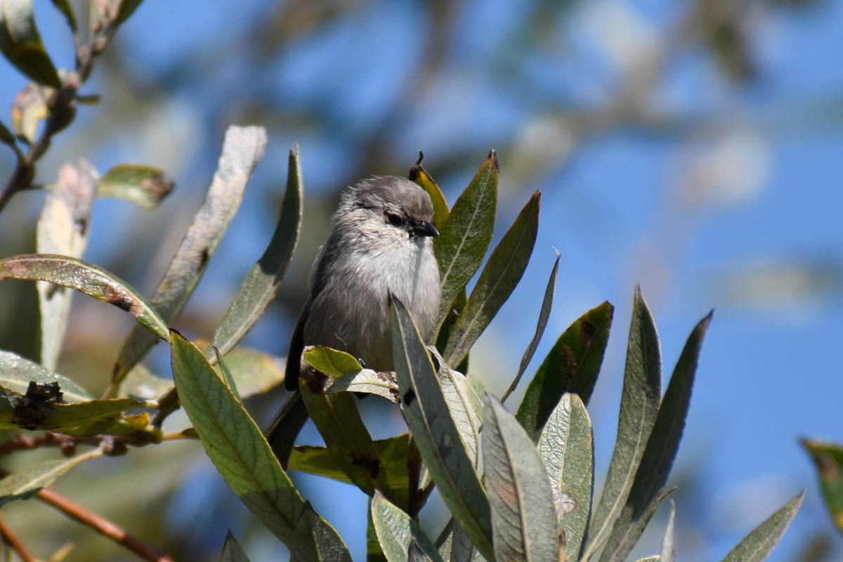 Bushtit - ML186646741