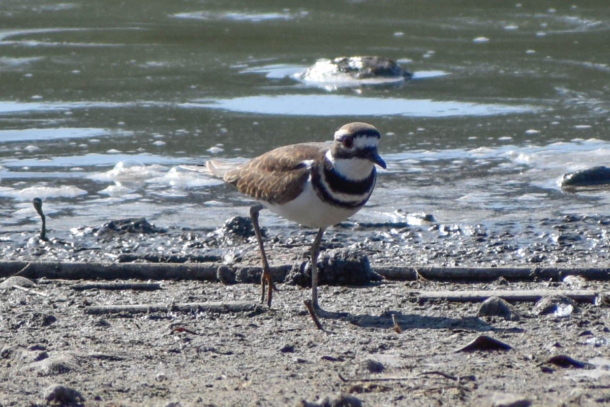 Killdeer - ML186646901