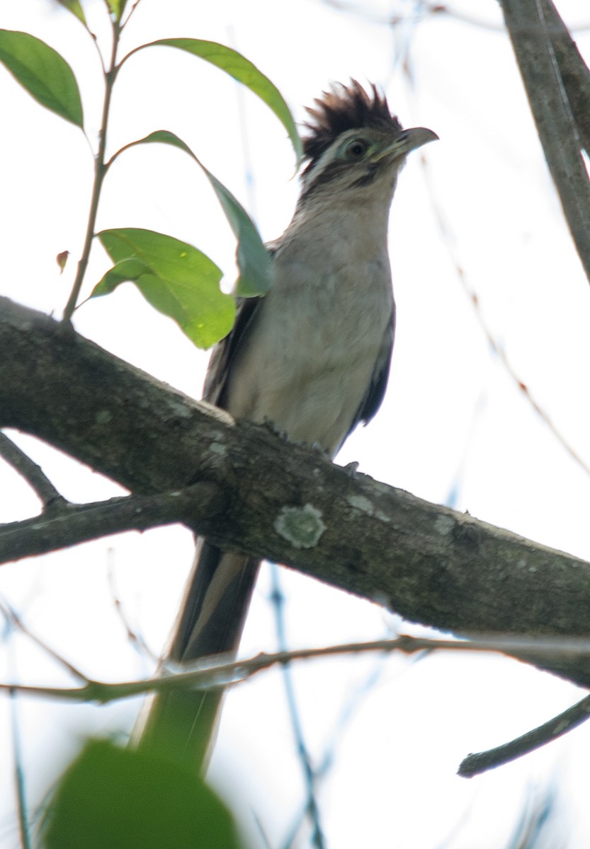 Striped Cuckoo - ML186647051