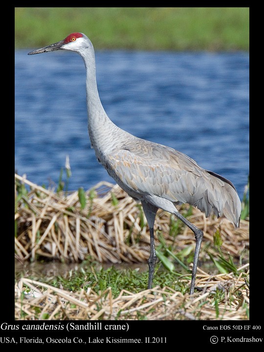Sandhill Crane - ML186649671