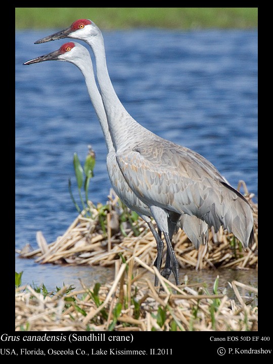 Sandhill Crane - ML186649681
