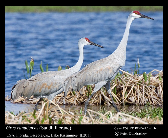 Sandhill Crane - ML186649691