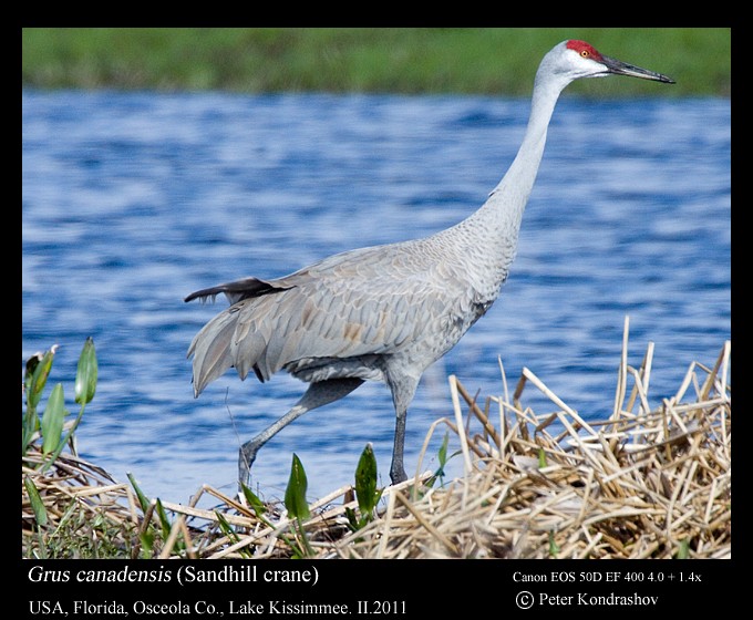 Sandhill Crane - ML186649701