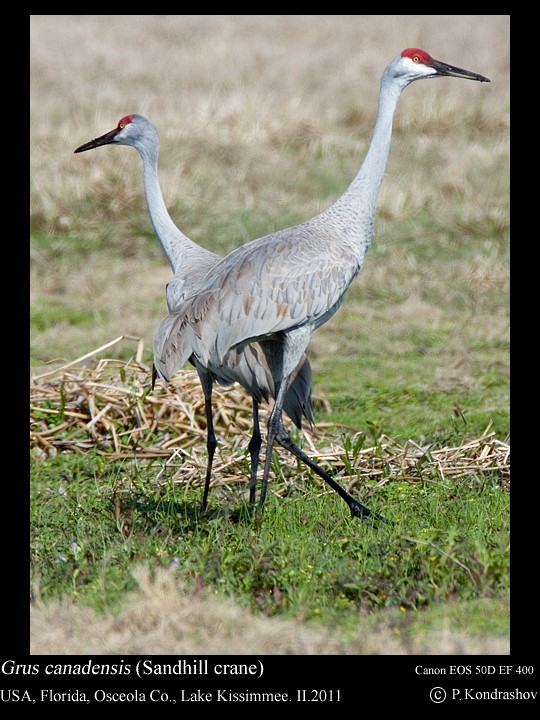 Sandhill Crane - ML186649721