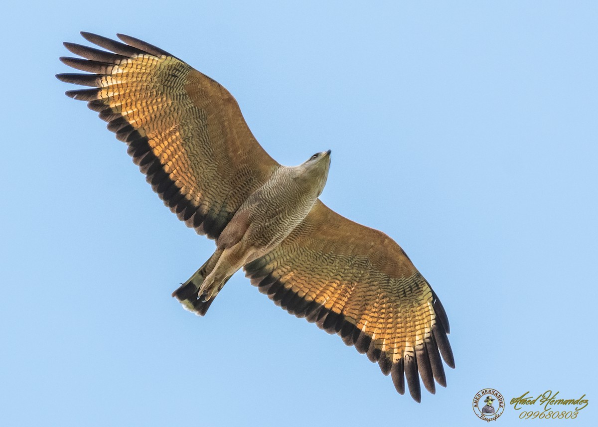 Savannenbussard - ML186651591