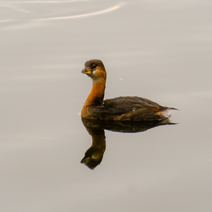 Pied-billed Grebe - Rhonada Cutts