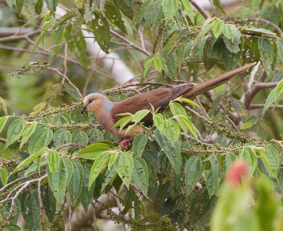 Amboyna Cuckoo-Dove - ML186653421