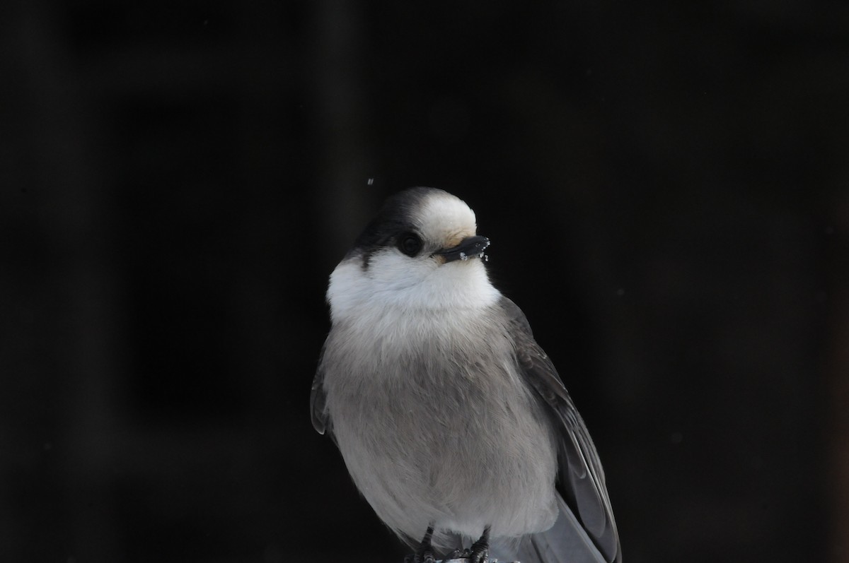 Canada Jay - ML186655711