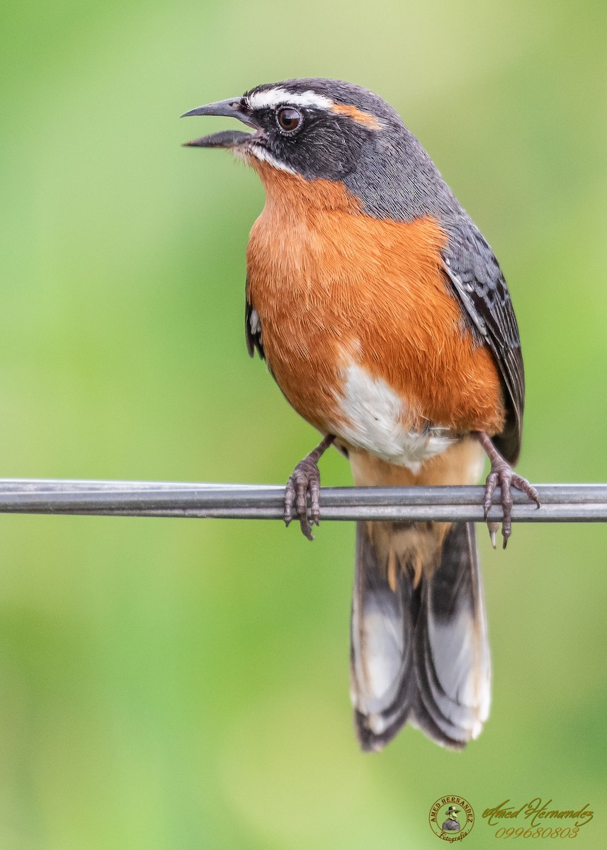 Black-and-rufous Warbling Finch - ML186656671