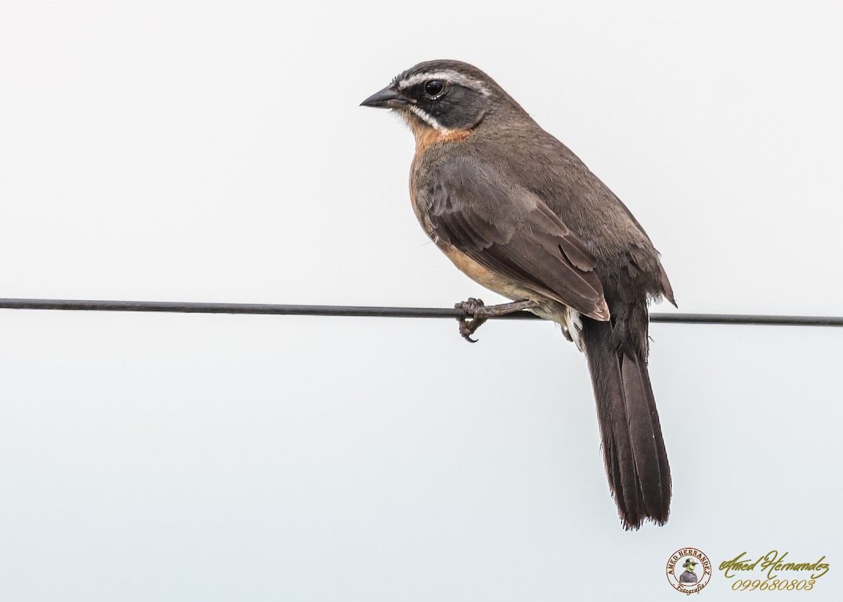 Black-and-rufous Warbling Finch - ML186656681