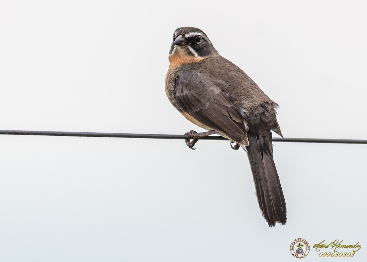 Black-and-rufous Warbling Finch - ML186656721