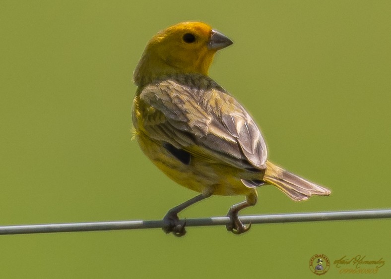 Saffron Finch - ML186656951