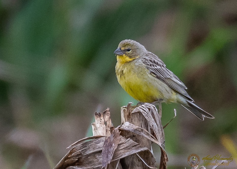 Grassland Yellow-Finch - ML186657071