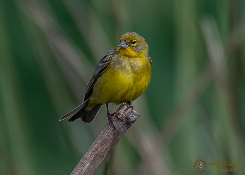 Grassland Yellow-Finch - ML186657111