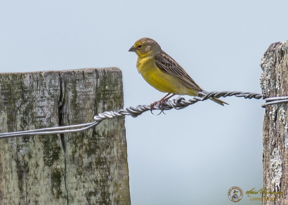 Grassland Yellow-Finch - ML186657221