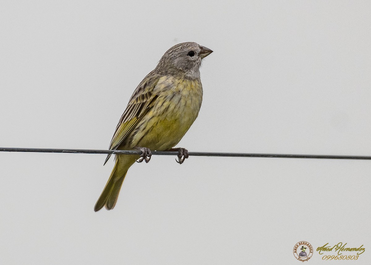 Grassland Yellow-Finch - ML186657241