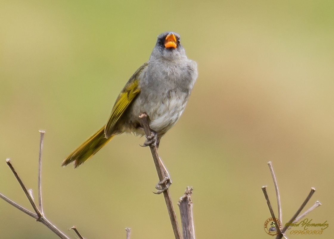 Great Pampa-Finch - ML186657291