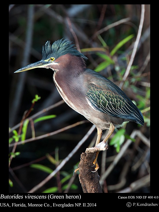 Green Heron - ML186657301