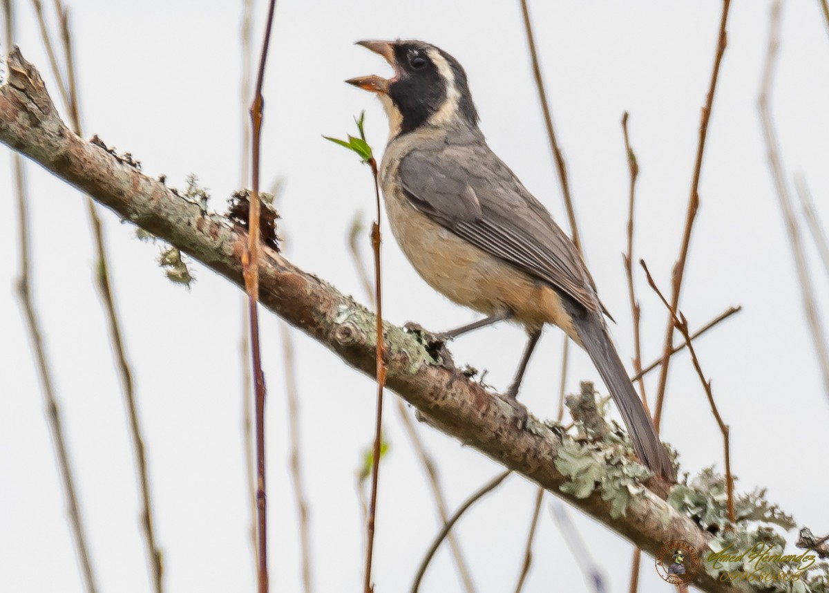 Golden-billed Saltator - ML186657431