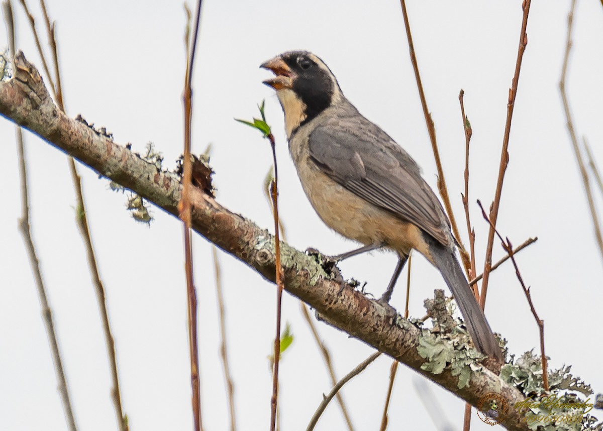 Golden-billed Saltator - ML186657441