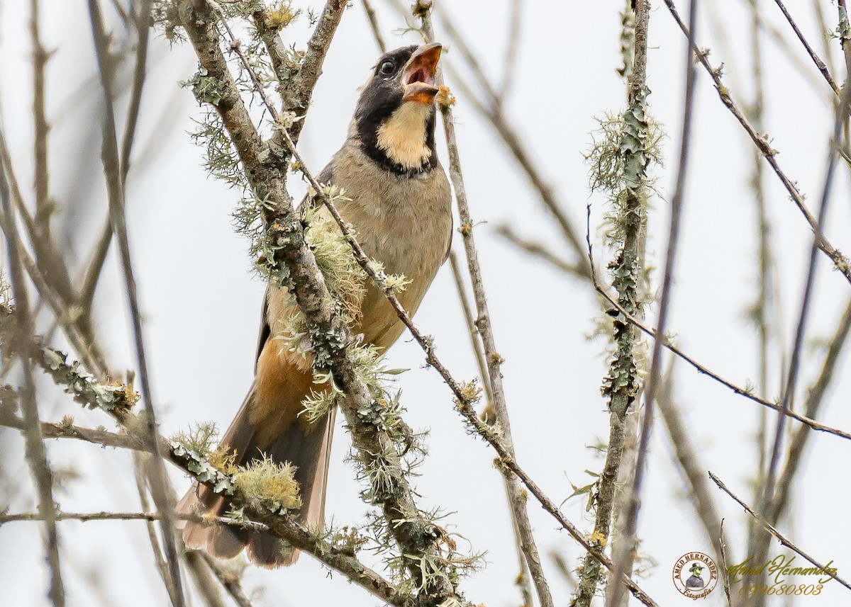 Golden-billed Saltator - ML186657471