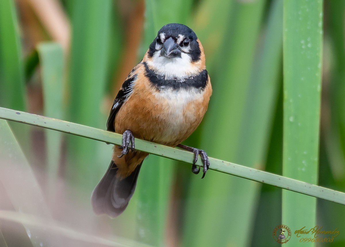 Rusty-collared Seedeater - Amed Hernández