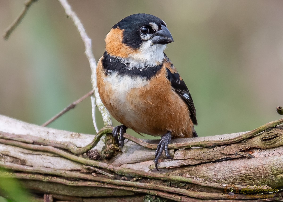 Sporophile à col fauve - ML186657811