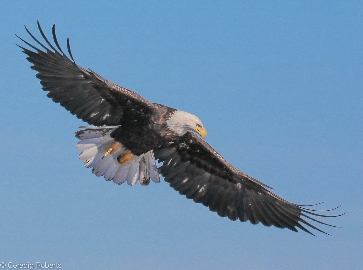 Weißkopf-Seeadler - ML186658211