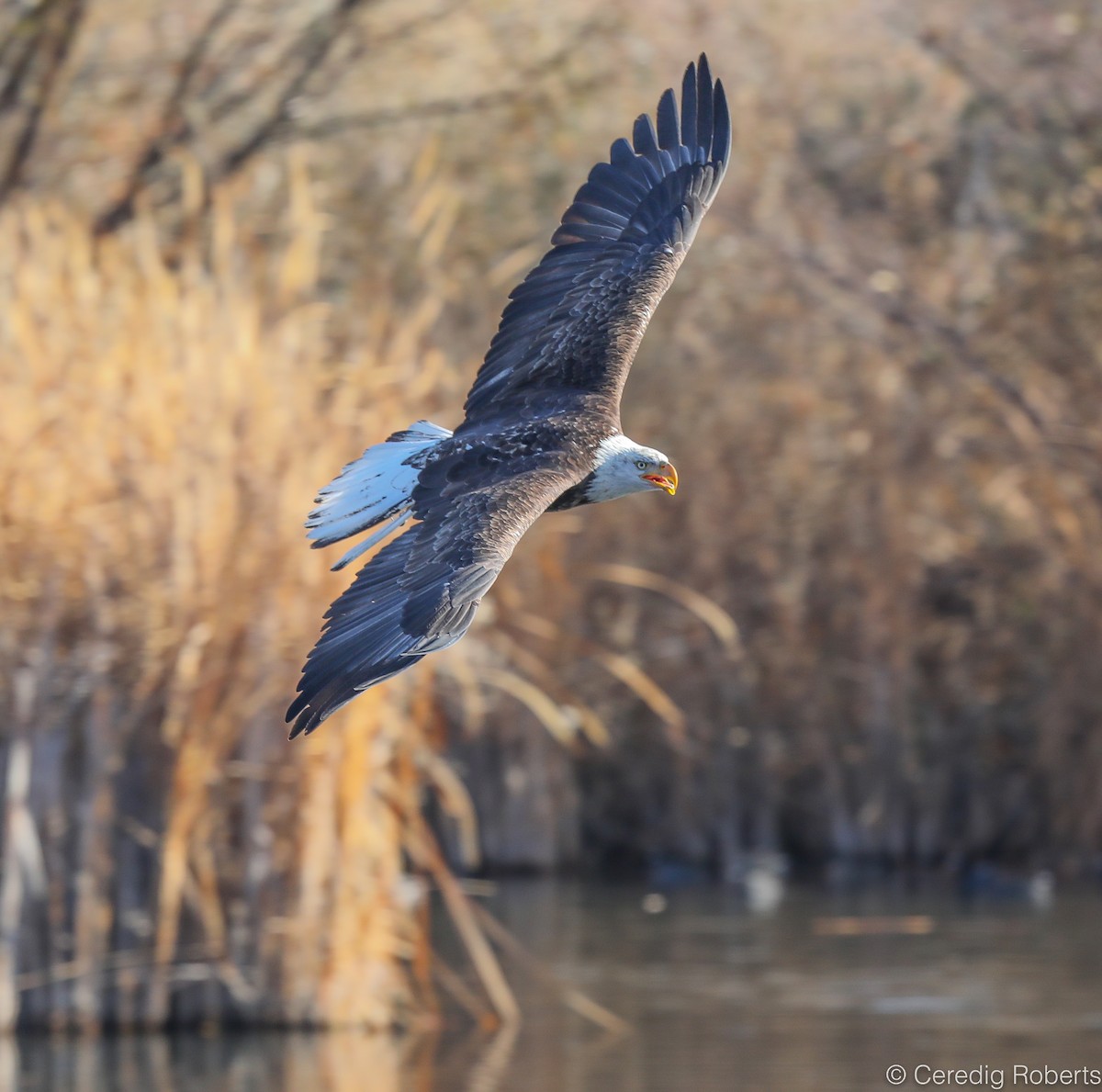 Bald Eagle - ML186658231