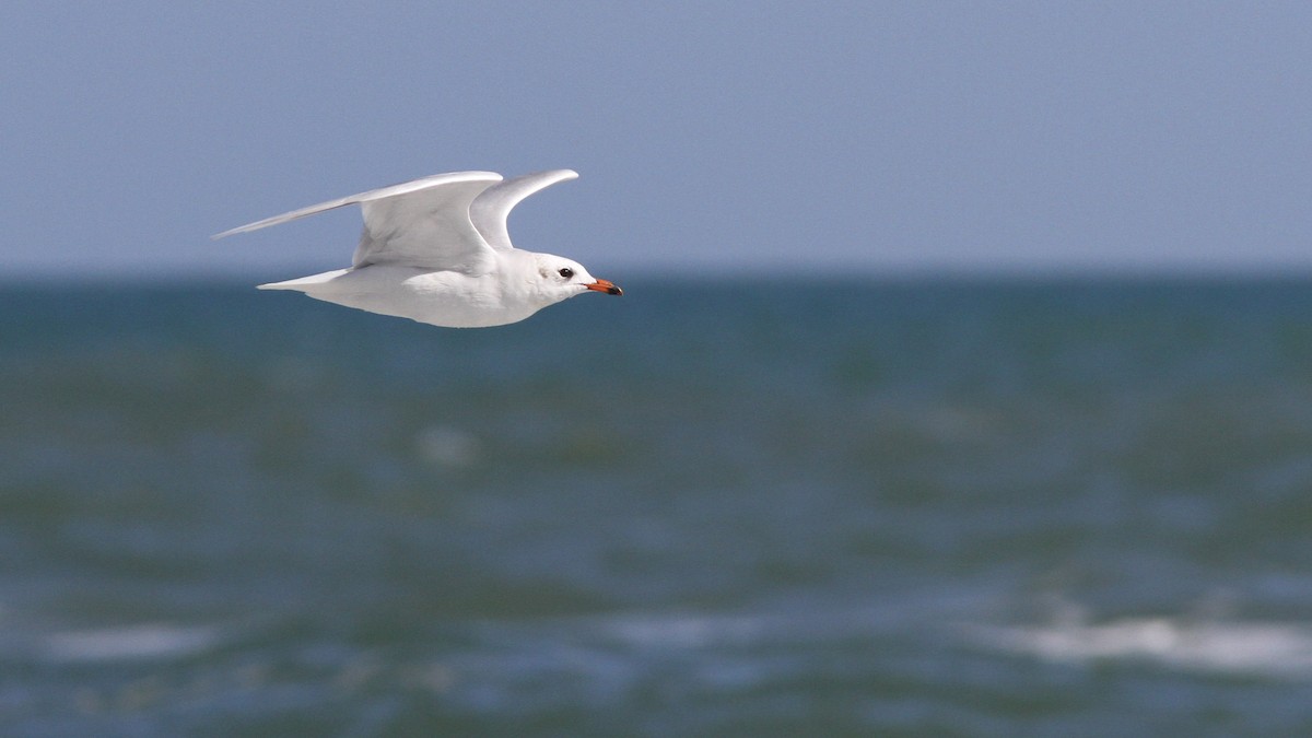 Mediterranean Gull - ML186658911