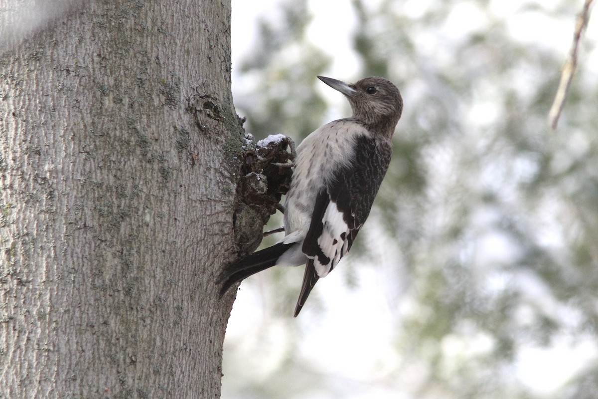 Red-headed Woodpecker - ML186660011