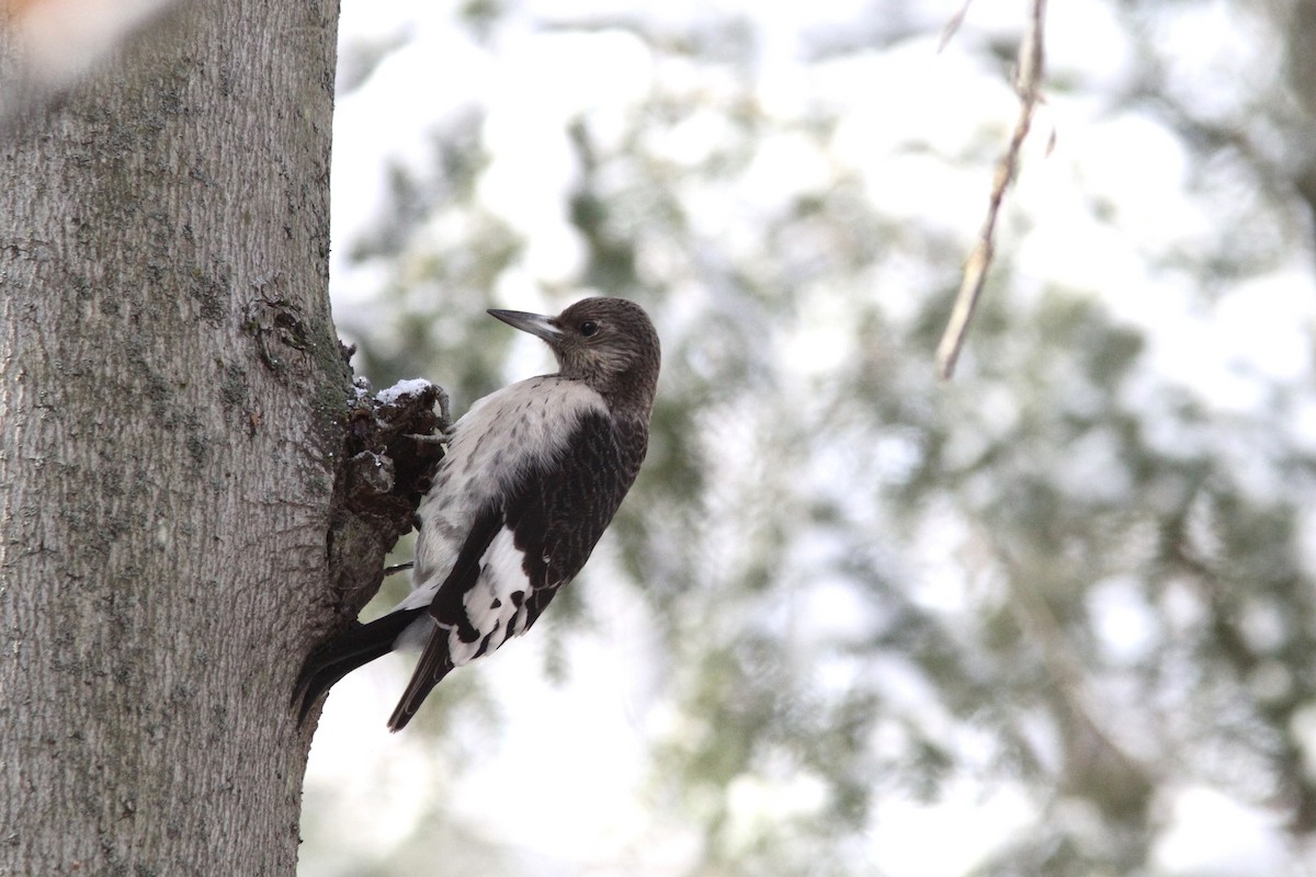 Red-headed Woodpecker - ML186660041