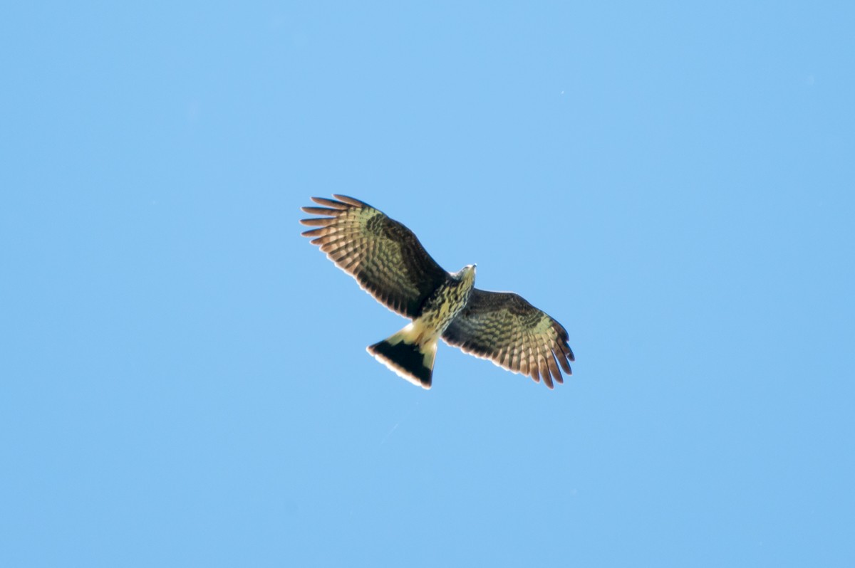 Harris's Hawk - ML186661321