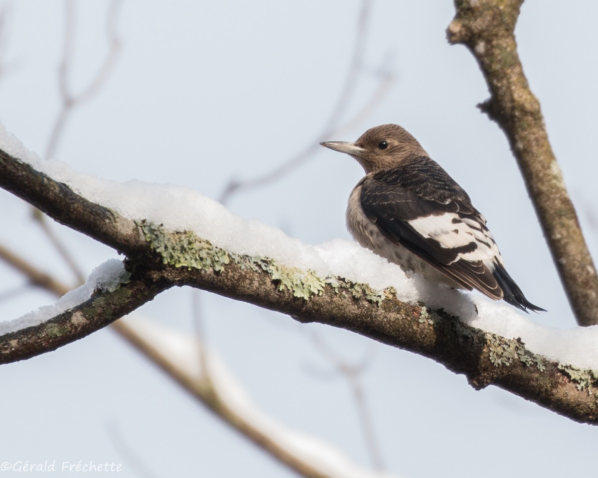 Red-headed Woodpecker - ML186662891