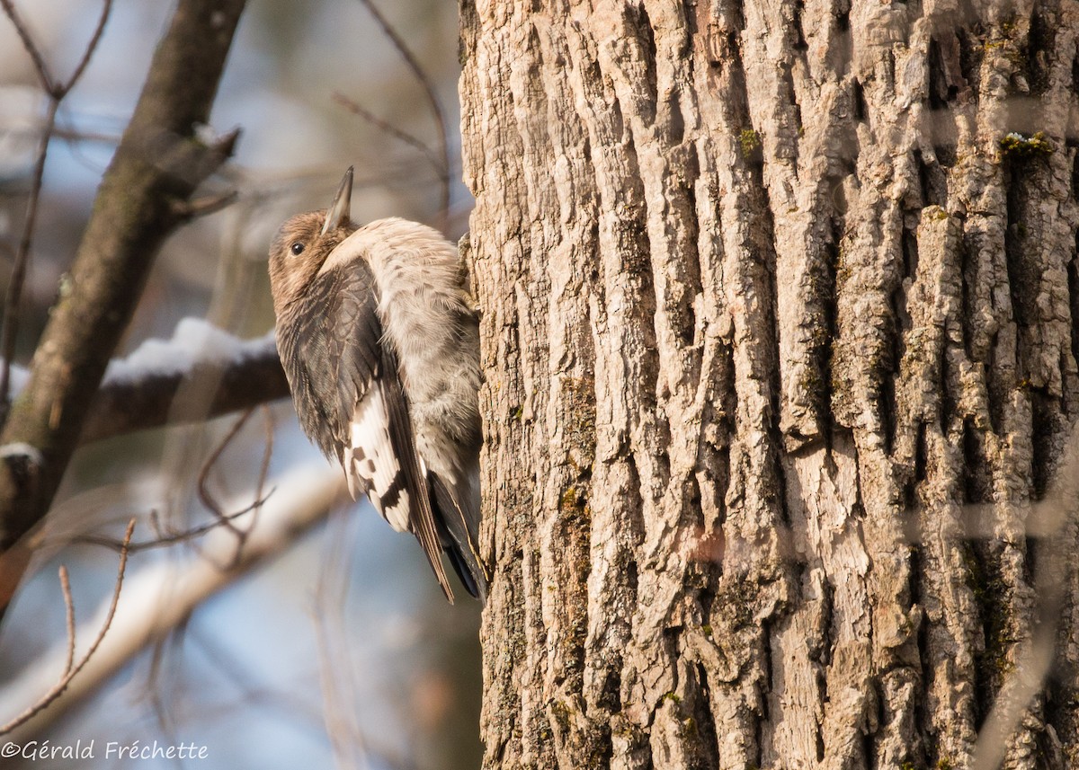 Red-headed Woodpecker - Gérald Fréchette